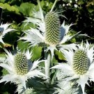 10 Seeds SILVER SEA HOLLY Eryngium Giganteum Miss Willmott's Ghost Flower 10 Seeds SILVER SEA HOLLY Eryngium Giganteum Miss Willmott's Ghost Flower