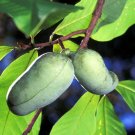 5 Seeds PAW PAW FRUIT Indian Banana Asimina Triloba Flower 5 Seeds PAW PAW FRUIT Indian Banana Asimina Triloba Flower