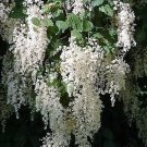 100 Seeds White OCEAN SPRAY Shrub Creambush Mountain Spray Holodiscus Flower 100 Seeds White OCEAN SPRAY Shrub Creambush Mountain Spray Holodiscus Flower