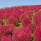 100 Seeds KOCHIA Scoparia Burning Bush Mexican Fireweed Shrub