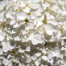 50 Seeds NATIVE HYDRANGEA Arboescens Smooth Wild Sevenbark Flower Bush Shrub 50 Seeds NATIVE HYDRANGEA Arboescens Smooth Wild Sevenbark Flower Bush Shrub