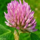 1500 Seeds RED CLOVER Monarchs Trifolium Pratense Rose Mauve Flower Cover 1500 Seeds RED CLOVER Monarchs Trifolium Pratense Rose Mauve Flower Cover