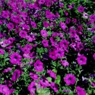 200 Seeds PURPLE LAURA BUSH PETUNIA Violacea Violet Perennial Trumpet Flower 200 Seeds PURPLE LAURA BUSH PETUNIA Violacea Violet Perennial Trumpet Flower
