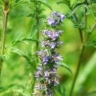 250 Seeds JAPANESE CATNIP Herb Purple Flower Jing Jie Schizonepeta Tenuifolia