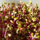250 Seeds RED ARROW SPROUTING RADISH MiniGreen Daikon Raphanus Sativus Vegetable 250 Seeds RED ARROW SPROUTING RADISH MiniGreen Daikon Raphanus Sativus Vegetable