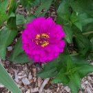 250 Seeds VIOLET QUEEN ZINNIA Elegans Purple Double Dahlia Heirloom Flower