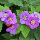 20 Seeds PURPLE FLOWERING RASPBERRY Thornless Edible Rubus Odoratus Fruit Berry
