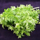 200 Seeds BRUSSELS WINTER CHERVIL Gourmet European Heirloom Herb Vegetable