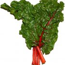 300 Seeds RHUBARB RED SWISS CHARD Perpetual Spinach Beta Vegetable