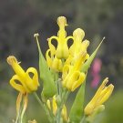 10 Seeds GOLDEN EARDROPS Dicentra Chrysantha Yellow Bleeding Heart Shade Flower