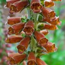 20 Seeds MILK CHOCOLATE FOXGLOVE Spanish Digitalis Parviflora Red Brown Flower