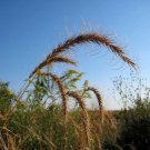 500 Seeds CANADIAN RYE Elymus Canadensis Grain Grazing Grass Cover 500 Seeds CANADIAN RYE Elymus Canadensis Grain Grazing Grass Cover