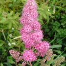 50 Seeds ROSE DOUGLAS SPIREA Pink Hardhack Steeple Bush Spiraea Flower Shrub 50 Seeds ROSE DOUGLAS SPIREA Pink Hardhack Steeple Bush Spiraea Flower Shrub