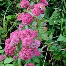 10 Seeds EMPEROR'S WAVE SEDUM Red Upright Telephium Succulent Flower