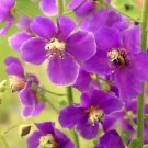 50 Seeds VIOLETTA VERBASCUM Phoeniceum Purple Mullein Nectar Flower