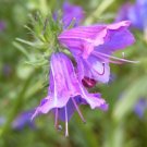 25 Seeds ROSE VIPER'S BUGLOSS Pink Echium Plantagineum Rose Bedder Flower