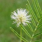 100 Seeds ILLINOIS BUNDLEFLOWER Prairie Mimosa Desmanthus Illinoensis Flower