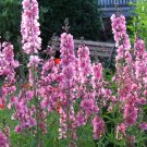50 Seeds PINK CHECKERMALLOW Sidalcea Hendersonii Henderson's Checkerbloom Flower 50 Seeds PINK CHECKERMALLOW Sidalcea Hendersonii Henderson's Checkerbloom Flower