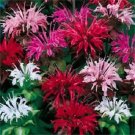 25 Seeds BEE BALM MIX Lemon Hummingbird Mint Monarda Didyma Mixed Colors Flower