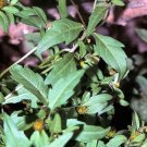 50 Seeds PURPLESTEM TICK Wetland Purple Ornamental Grass Bidens Connata 50 Seeds PURPLESTEM TICK Wetland Purple Ornamental Grass Bidens Connata