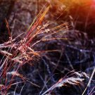100 Seeds PURPLETOP GRASS Purple Tall Red Top Ornamental Triodia Flava 100 Seeds PURPLETOP GRASS Purple Tall Red Top Ornamental Triodia Flava