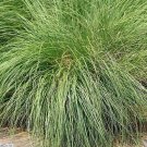 200 Seeds PRAIRIE DROP Ornamental Native Grass Sporobolus Heterolepis 200 Seeds PRAIRIE DROP Ornamental Native Grass Sporobolus Heterolepis