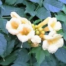 10 Seeds YELLOW HUMMINGBIRD TRUMPET VINE Flower Campsis Radicans Flava Climber 10 Seeds YELLOW HUMMINGBIRD TRUMPET VINE Flower Campsis Radicans Flava Climber