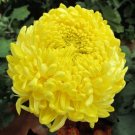 30 Seeds Double YELLOW PAEONY ASTER Peony Callistephus Flower ipping 30 Seeds Double YELLOW PAEONY ASTER Peony Callistephus Flower ipping