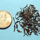 100 Seeds KALA JEERA IMPERIAL BLACK CUMIN Spice Plant Bunium Persicum Herb 100 Seeds KALA JEERA IMPERIAL BLACK CUMIN Spice Plant Bunium Persicum Herb