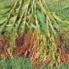 50 Seeds Mixed Colors BROOM CORN SORGHUM Bicolor Heirloom Grain