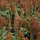 100 Seeds WILD GAME FOOD PLOT SORGHUM aka MILO Deer & Game Bird Bicolor
