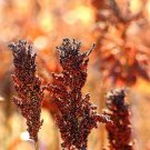 50 Seeds M81E SORGHUM Light Amber Syrup Bicolor Vegetable Grain ipng 50 Seeds M81E SORGHUM Light Amber Syrup Bicolor Vegetable Grain ipng