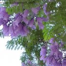 25 Seeds BLUE JACARANDA Mimosifolia Fern Flower 25 Seeds BLUE JACARANDA Mimosifolia Fern Flower