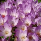 10 Seeds AUTUMN CROCUS Colchicum Autumnale Meadow Saffron Flower 10 Seeds AUTUMN CROCUS Colchicum Autumnale Meadow Saffron Flower