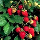 100 Seeds ALPINE STRAWBERRY Fragaria Vesca Red Fruit White Flower