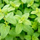 1500 Seeds-lEMON BALM Lemonbalm Fragrant Herb Flower