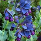 10 Seeds BLUE SHRIMP PLANT HONEYWORT Cerinthe Major Flower 10 Seeds BLUE SHRIMP PLANT HONEYWORT Cerinthe Major Flower