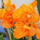 5 Seeds YELLOW CANNA LILY Indian Shot Canna Indica Flower