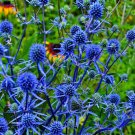 25 Seeds BLUE STAR SEA HOLLY Eryngium Flower