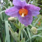 10 Seeds VIOLET HIMALAYAN POPPY Meconopsis Betonicifolia Purple Hensol Flower
