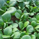 1500 Seeds SPINACH MUSTARD TENDERGREEN Komatsuna Greens Brassica Rapa Vegetable 1500 Seeds SPINACH MUSTARD TENDERGREEN Komatsuna Greens Brassica Rapa Vegetable