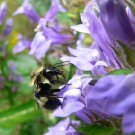 500 Seeds GREAT BLUE LOBELIA Upright Lobelia Siphilitica Flower 500 Seeds GREAT BLUE LOBELIA Upright Lobelia Siphilitica Flower