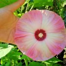 10 Seeds-lUNA PINK SWIRL HARDY HIBISCUS Moscheutos Flower  Pink & White