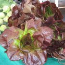 3000 Seeds RED ROMAINE LETTUCE Lactuca Sativa Vegetable 3000 Seeds RED ROMAINE LETTUCE Lactuca Sativa Vegetable