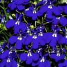 200 Seeds BLUE & WHITE HALF MOON LOBELIA Erinus Flower