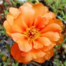 100 Seeds ORANGE PORTULACA Moss Rose Portulaca Grandiflora Flower 100 Seeds ORANGE PORTULACA Moss Rose Portulaca Grandiflora Flower