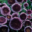 50 Seeds BLUE MOON ASTER Callistephus Pompon 2 Tone Flower