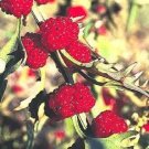 100 Seeds STRAWBERRY STICKS SPINACH Chenopodium Foliosum Fruit Berry 100 Seeds STRAWBERRY STICKS SPINACH Chenopodium Foliosum Fruit Berry