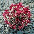 150 Seeds ROCK PURSLANE 'RUBY TUESDAY' Calandrinia Umbellata Flower