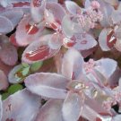 50 Seeds PURPLE CARPET SEDUM Spurium Coccineum Flower 50 Seeds PURPLE CARPET SEDUM Spurium Coccineum Flower